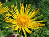 Inula helenium