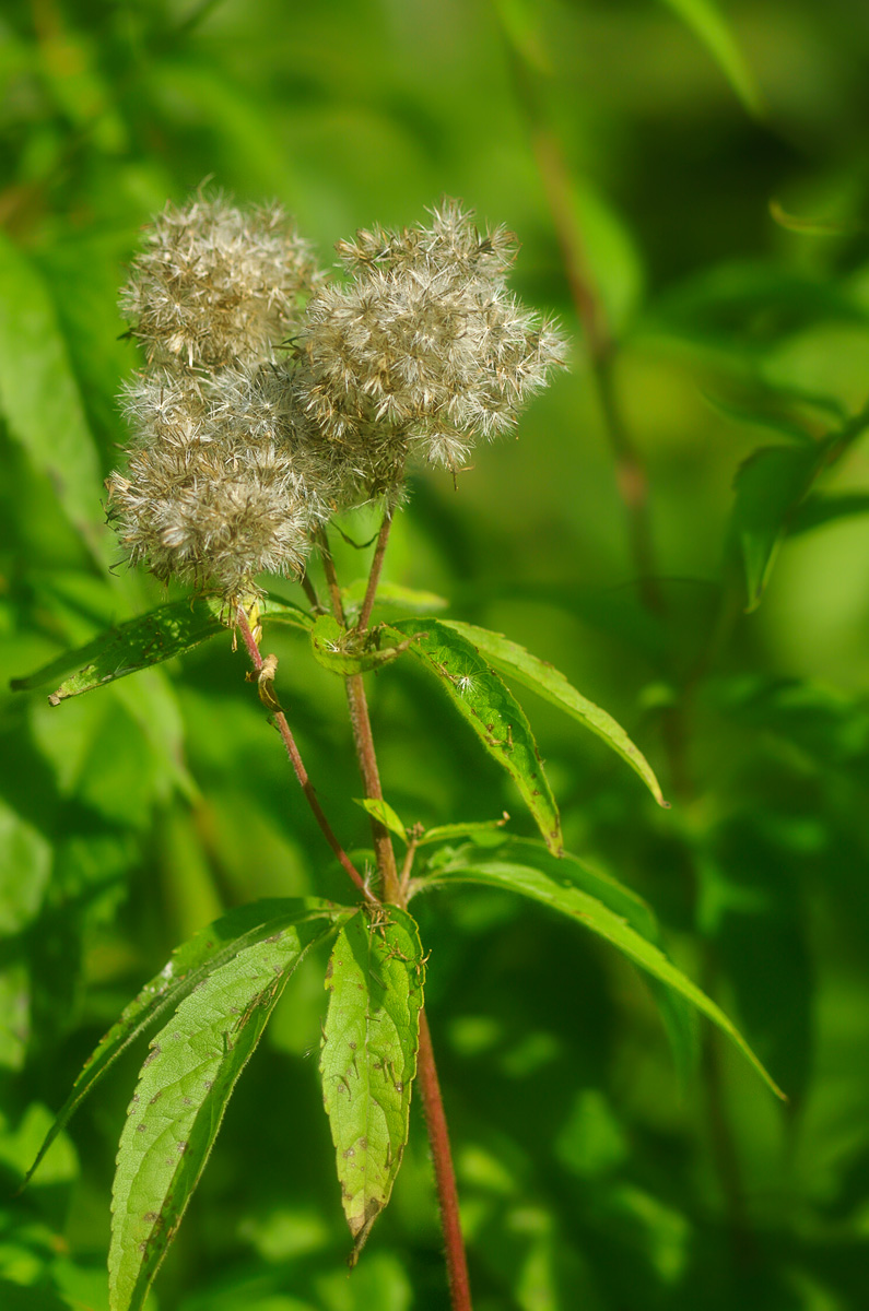 Image of Eupatorium cannabinum specimen.
