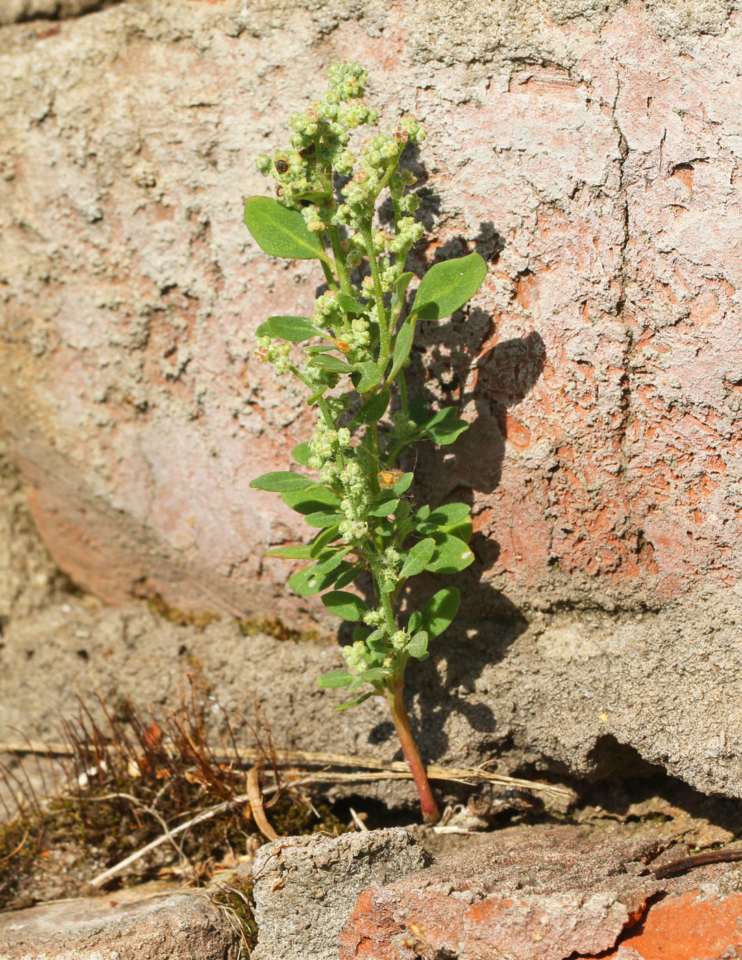 Изображение особи Chenopodium album.