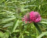 Trifolium alpestre. Верхушка расцветающего растения. Днепропетровская обл., балка в верховьях р. Самоткани. 30.05.2010.