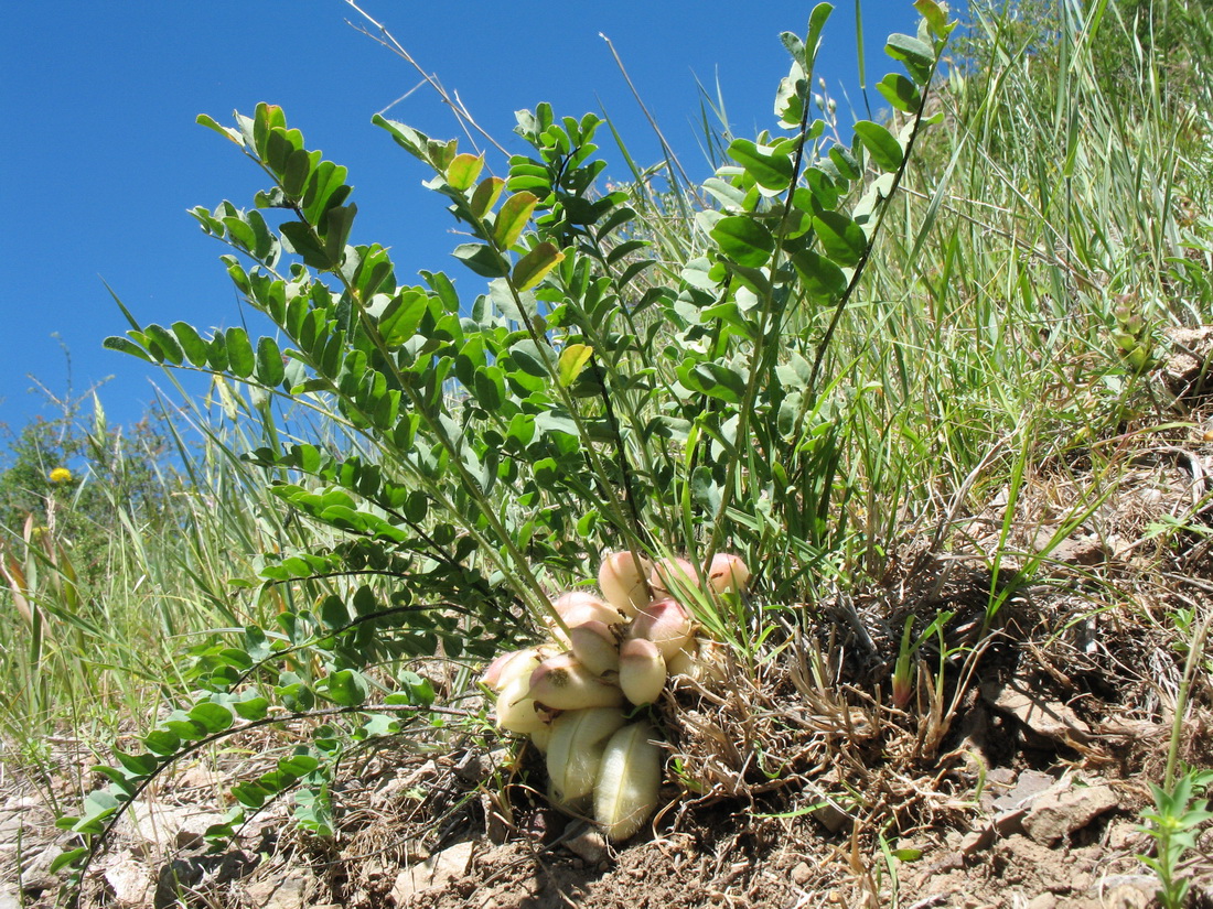 Image of Astragalus sewertzowii specimen.