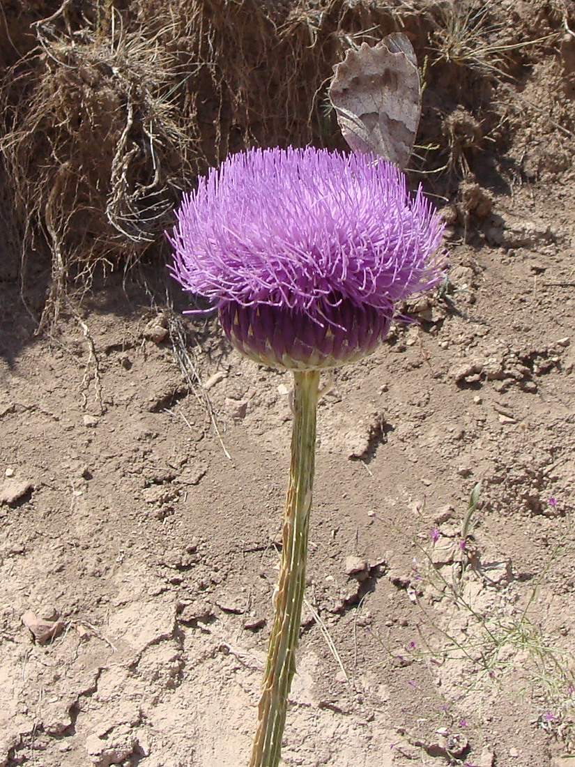 Image of Onopordum armenum specimen.