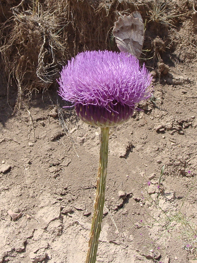 Image of Onopordum armenum specimen.