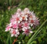 Spiraea humilis. Соцветие. Магаданская обл., окр. г. Магадан, ост. \"Аммональная\", разнотравная поляна в лиственичнике. 31.07.2016.