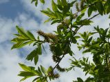 Salix udensis