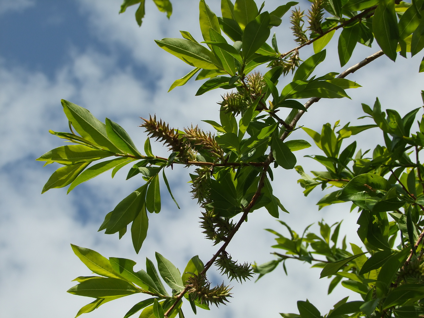 Image of Salix udensis specimen.