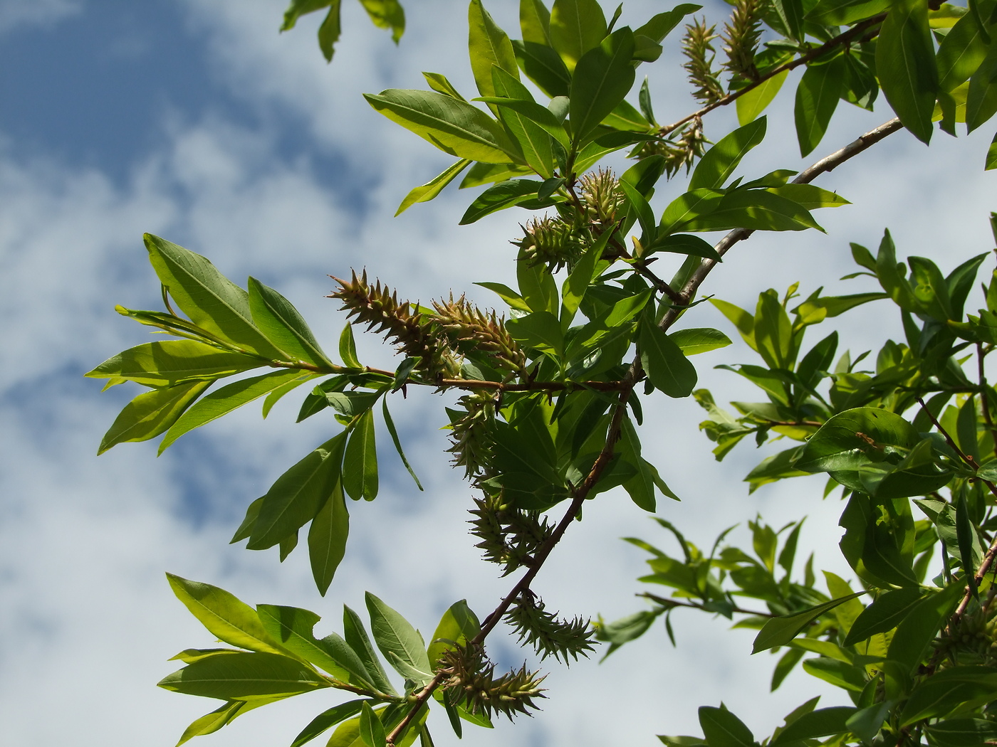 Изображение особи Salix udensis.