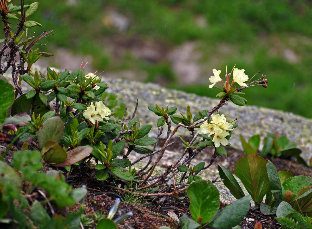Изображение особи Rhododendron aureum.