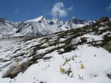 Colchicum luteum. Цветущие растения на высокогорном лугу. Казахстан, Угамский хребет в р-не Сайрамского пика, выс. около 2750 м н.у.м. 28.05.2018.