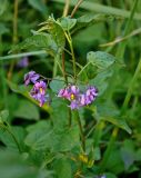 Solanum dulcamara. Верхушка цветущего растения. Красноярский край, Шарыповский р-н, берег оз. Большое, заросли кустарников у воды. 11.07.2018.