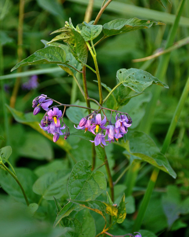 Изображение особи Solanum dulcamara.