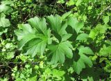 род Heracleum