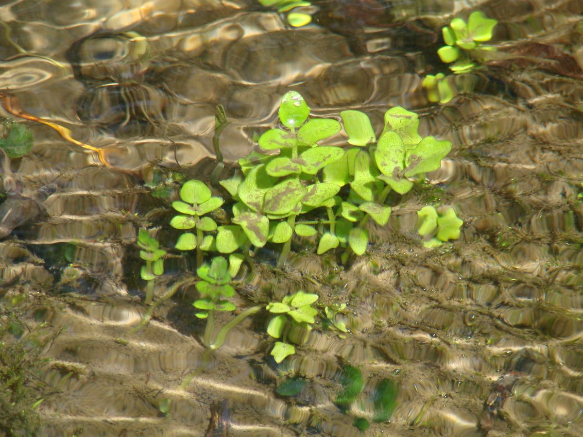 Image of Cardamine prorepens specimen.