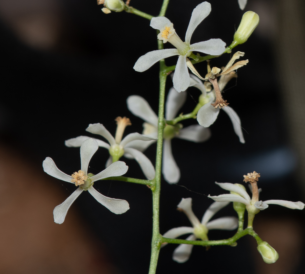 Image of Azadirachta indica specimen.