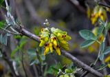 Anagyris foetida. Часть ветви с соцветием. Турция, национальный парк Олимпос-Бейдаглары, бухта Чиралы, у дороги. 03.01.2019.