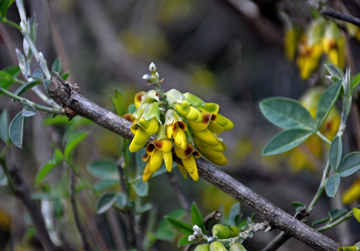 Image of Anagyris foetida specimen.