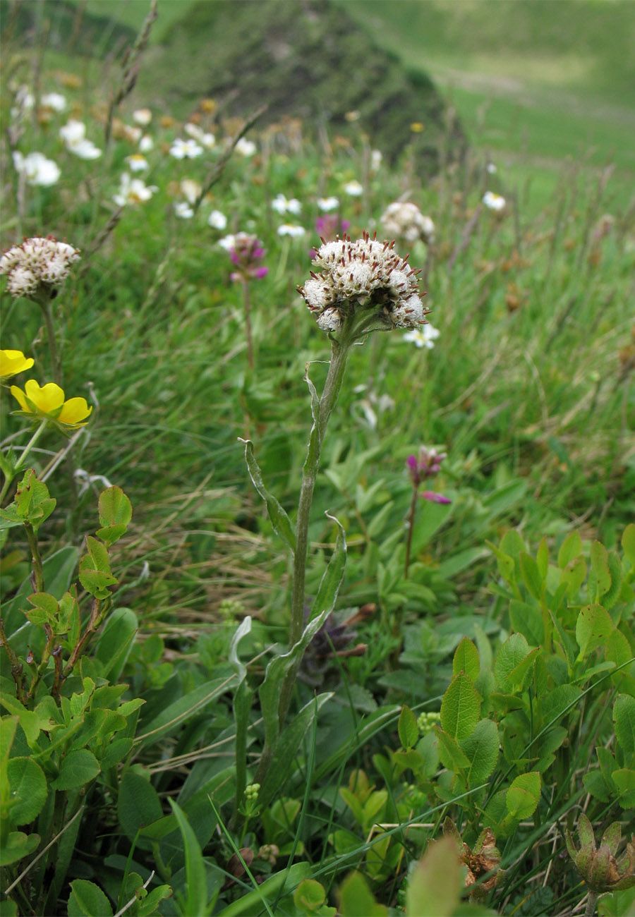 Image of Antennaria carpatica specimen.
