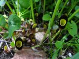 Aristolochia steupii