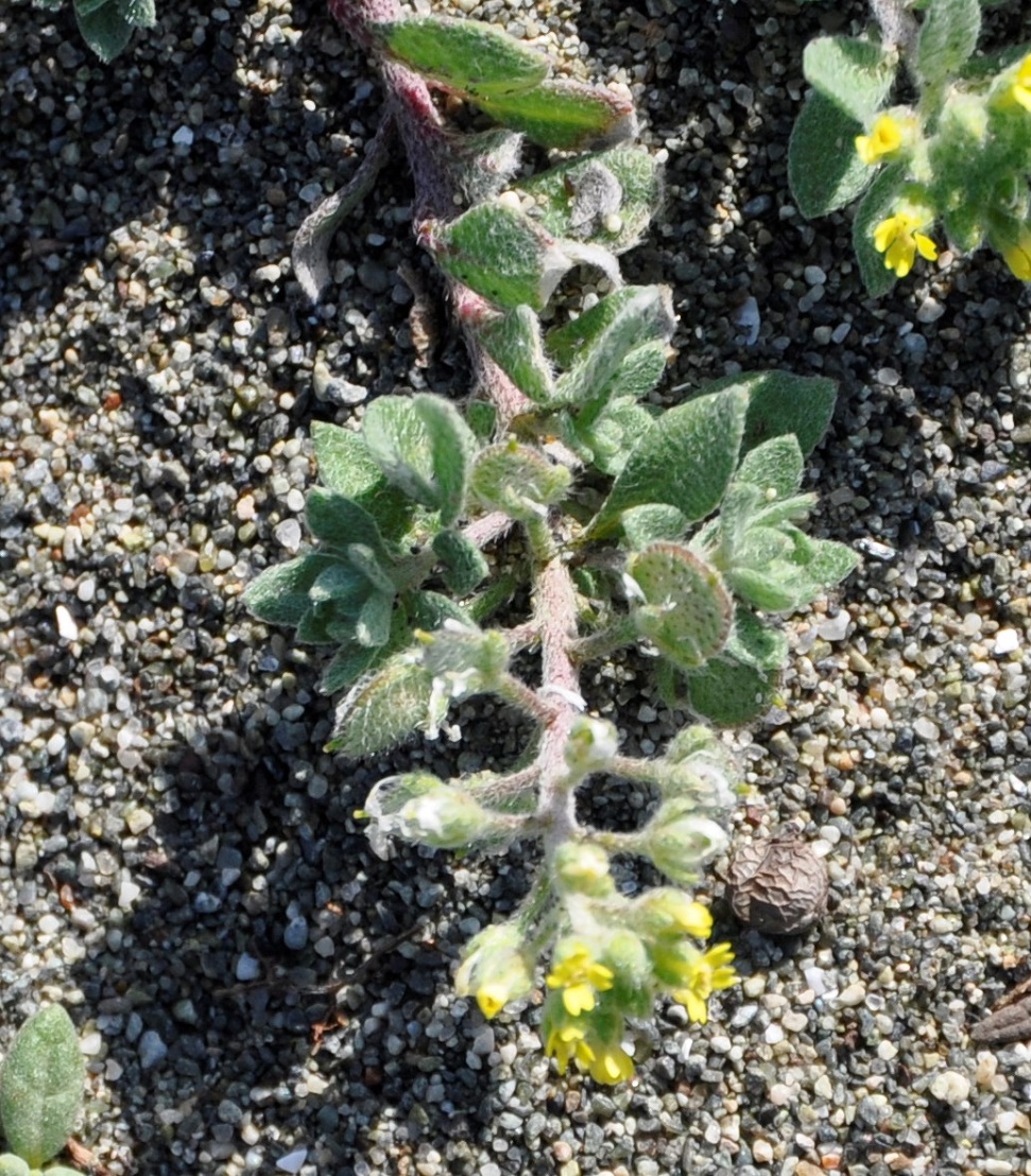 Изображение особи Alyssum strigosum.