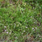 Spergularia rubra