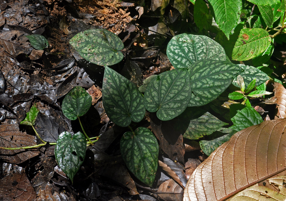 Image of Piper argyrites specimen.