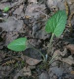 Arctium tomentosum