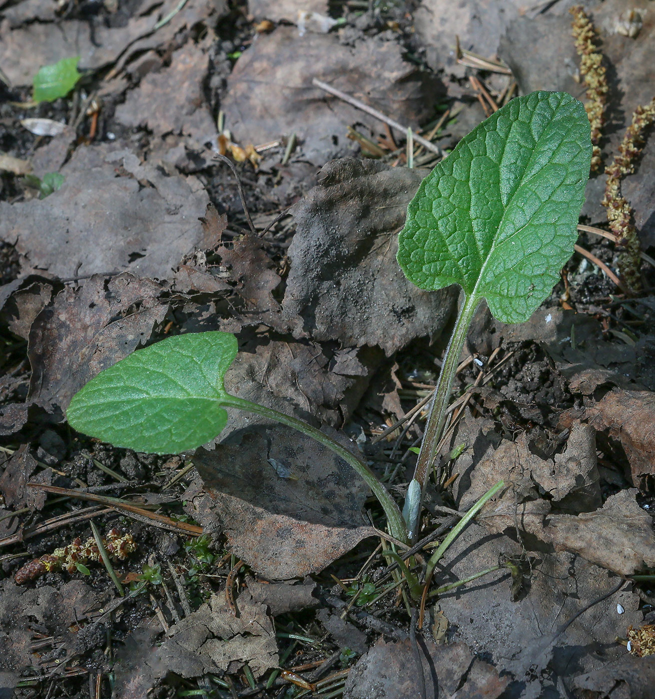 Изображение особи Arctium tomentosum.