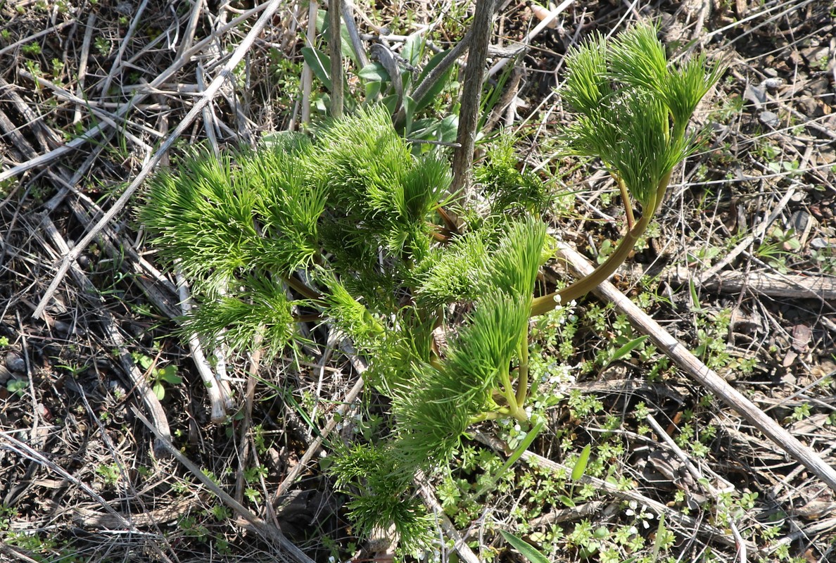 Image of genus Prangos specimen.