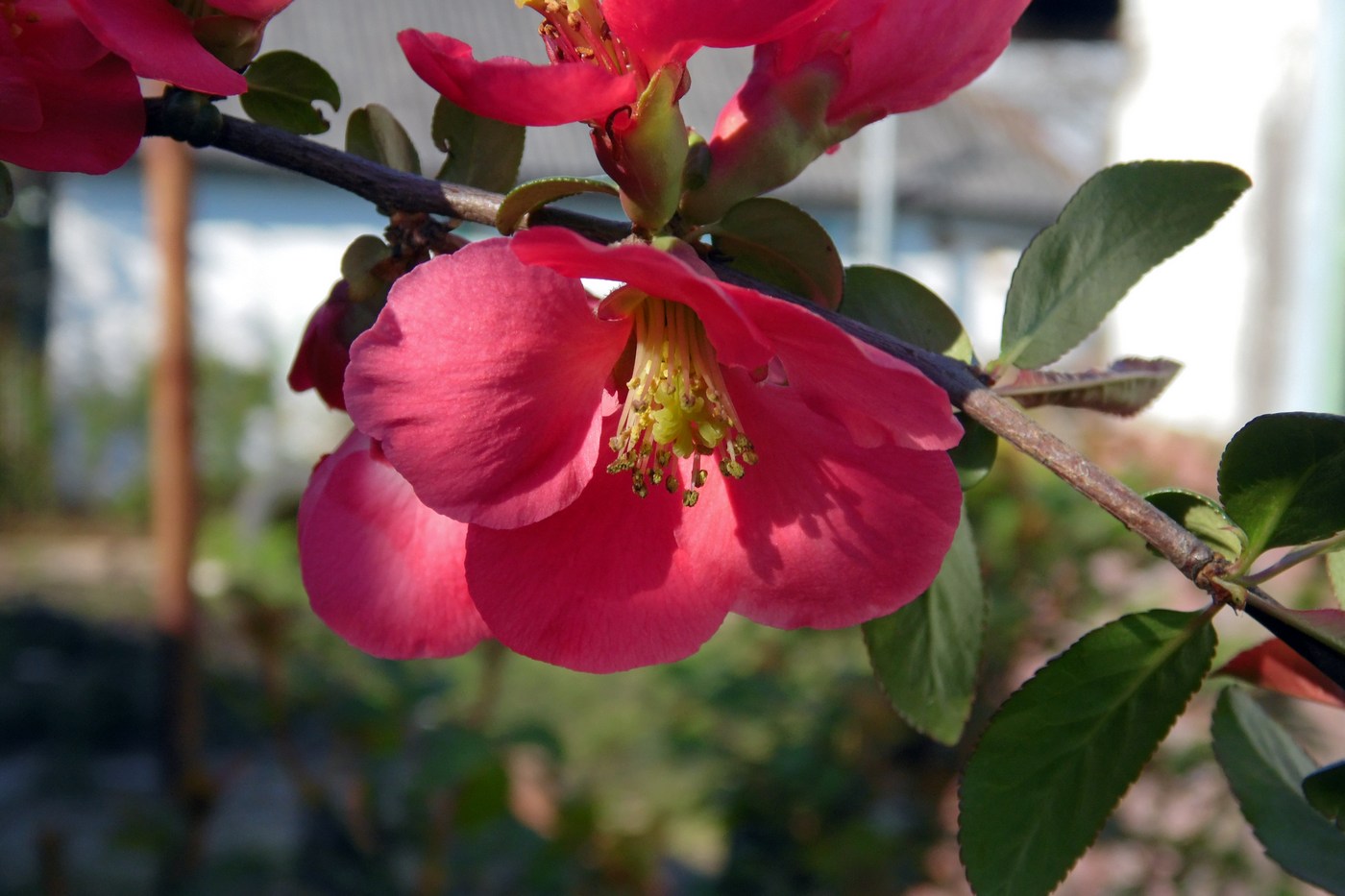 Image of Chaenomeles japonica specimen.