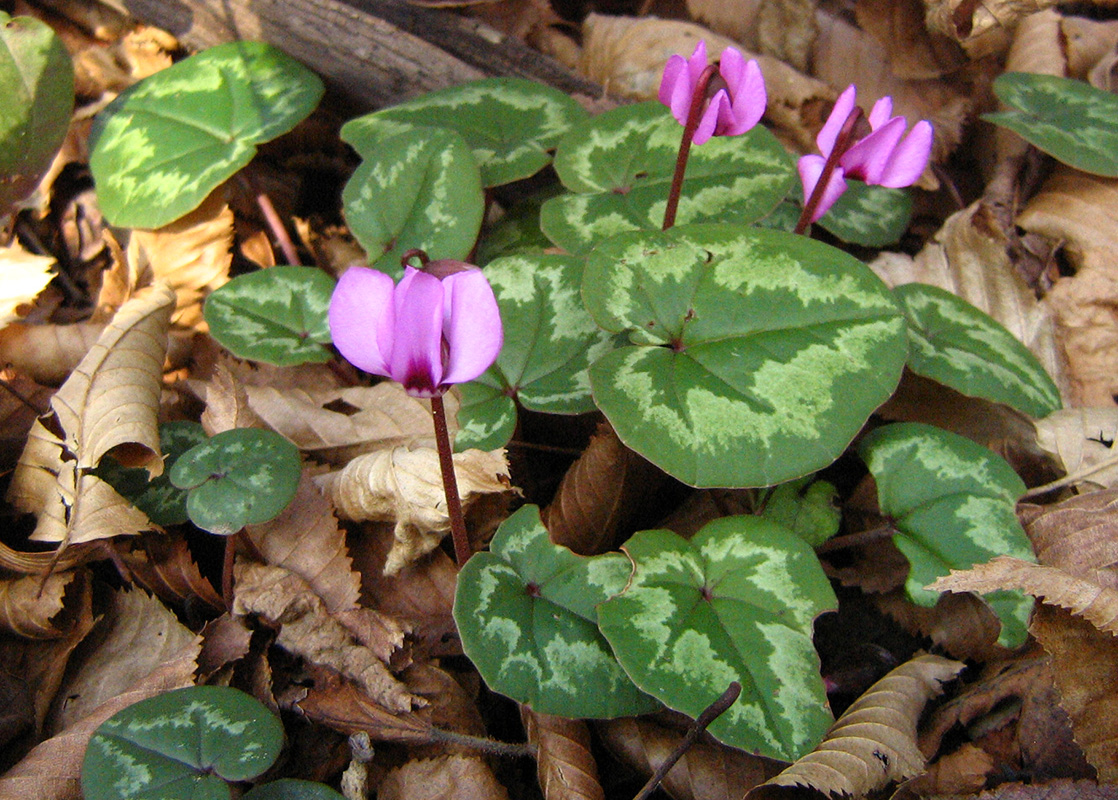 Изображение особи Cyclamen abchasicum.