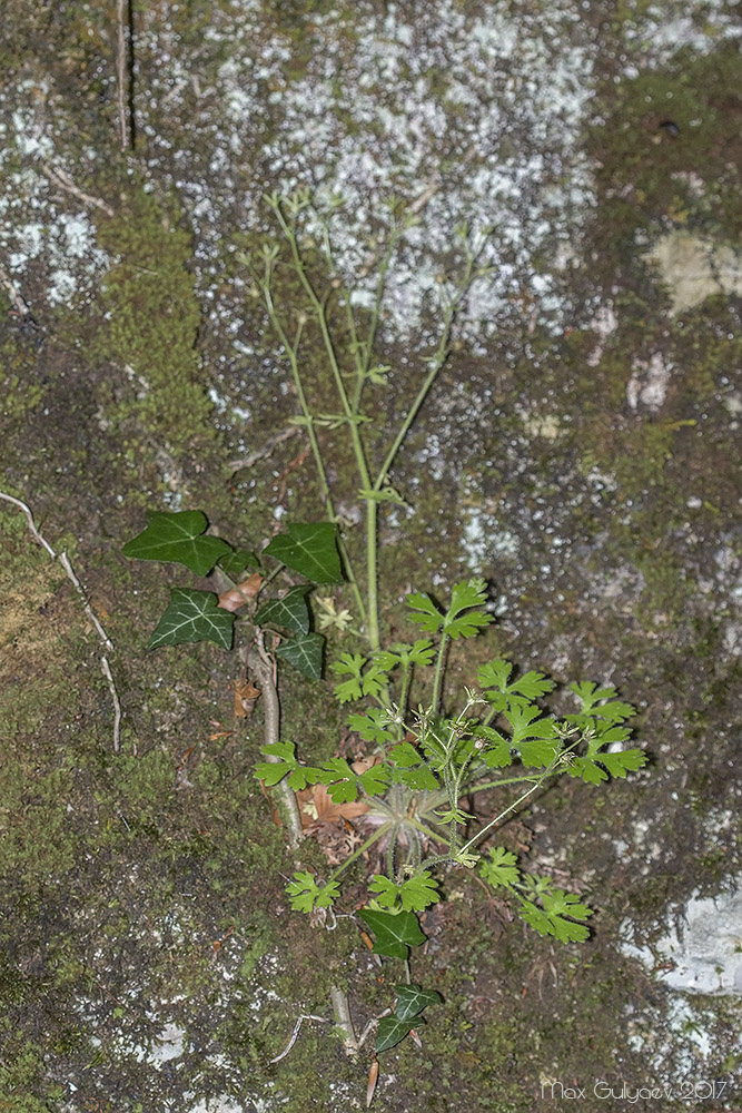 Image of Saxifraga irrigua specimen.