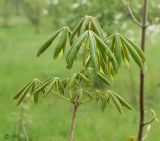 Aesculus glabra