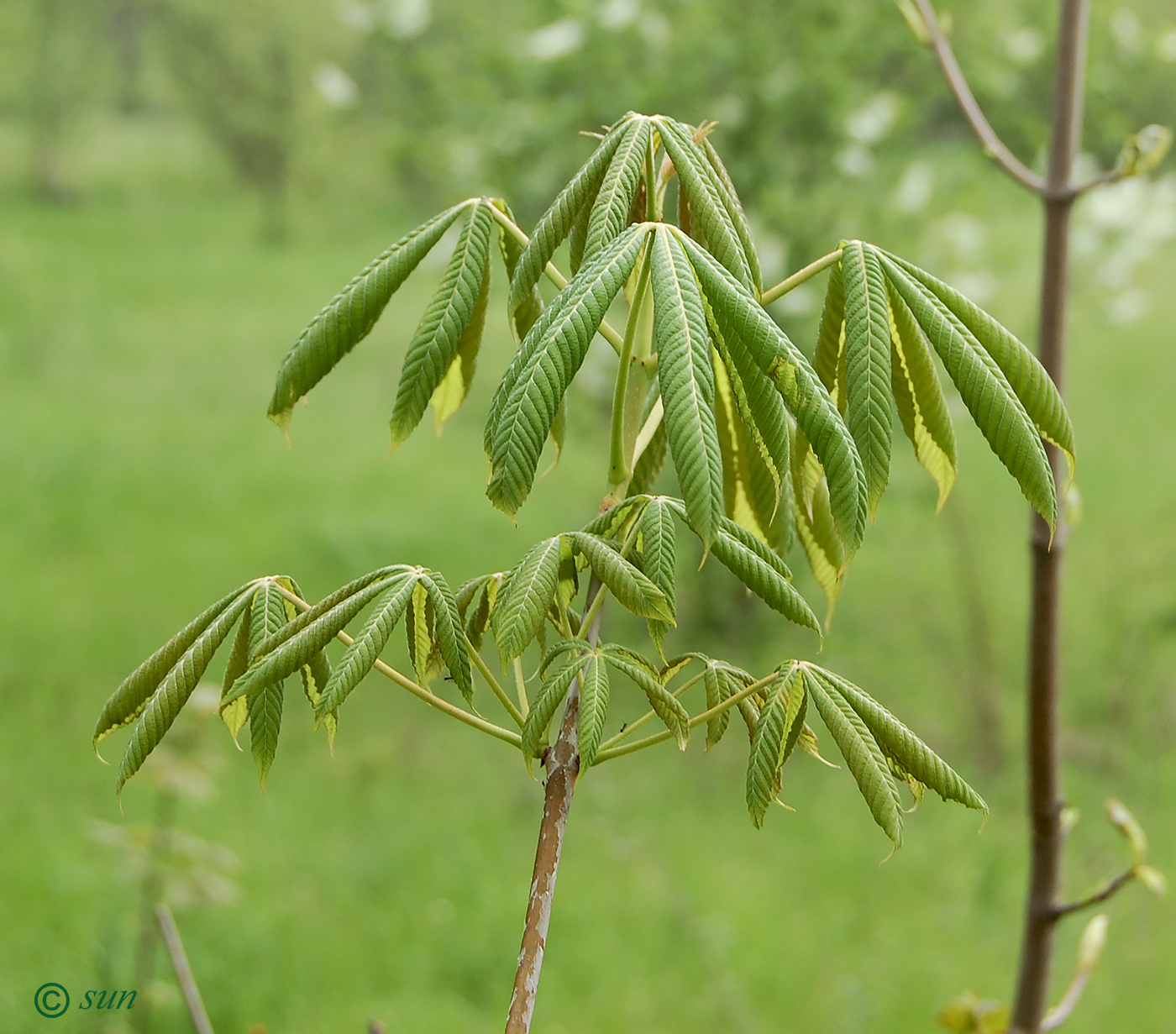 Изображение особи Aesculus glabra.