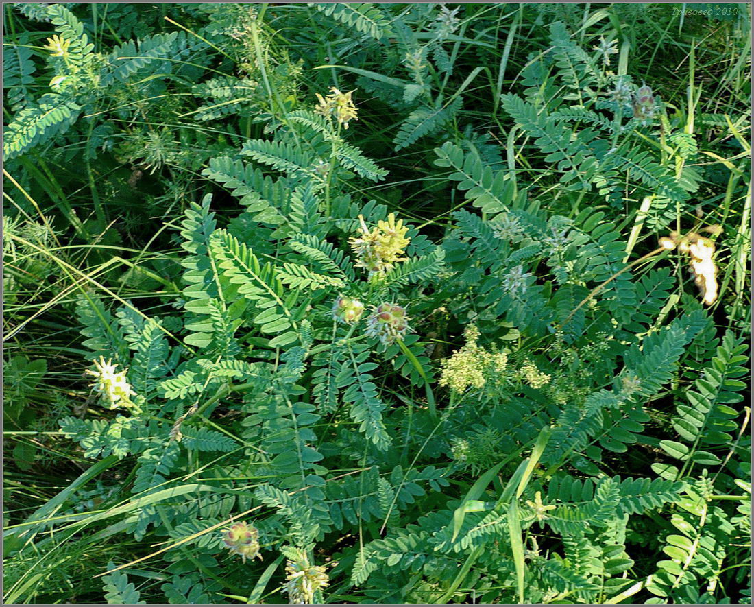 Image of Astragalus cicer specimen.