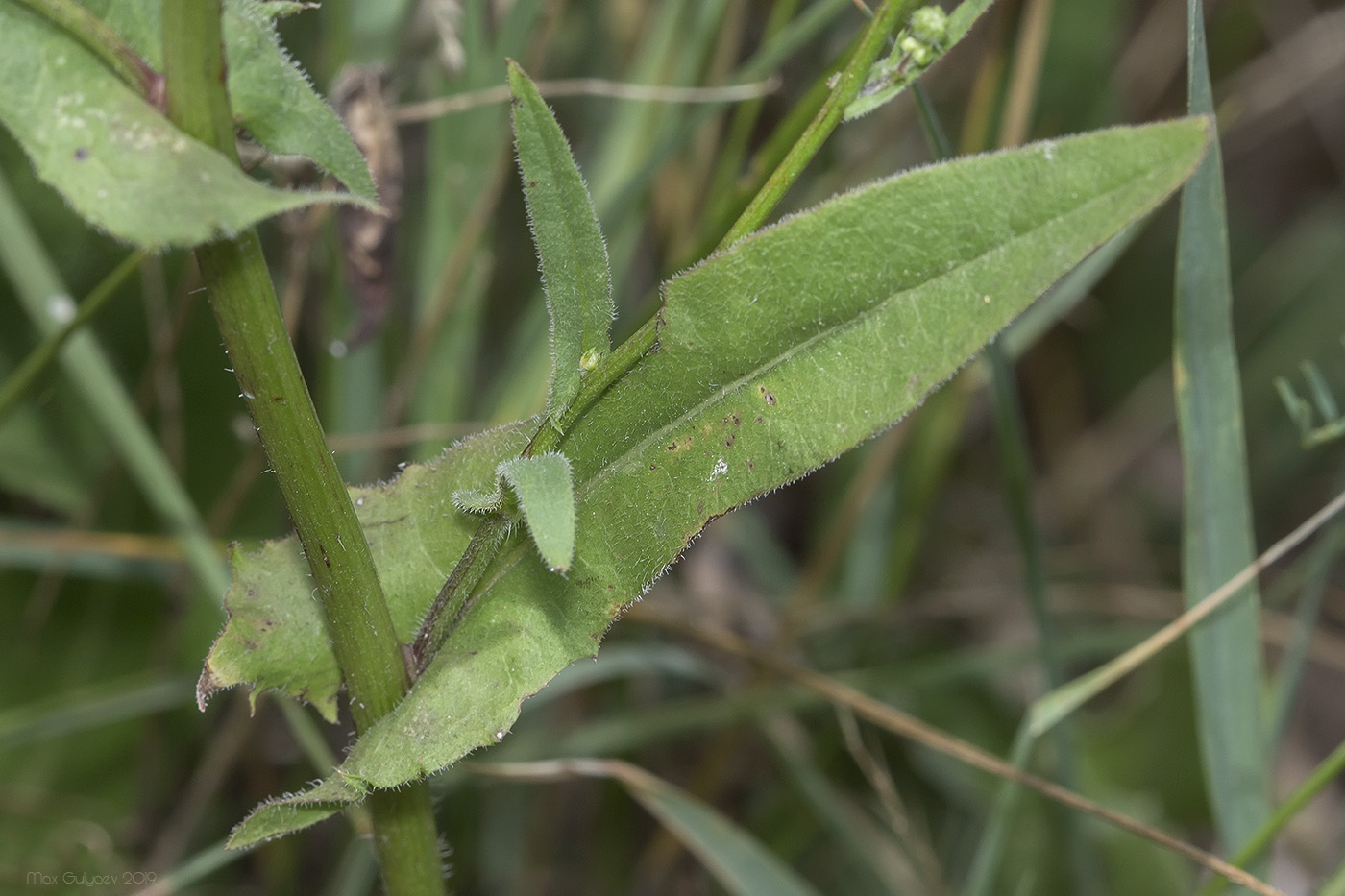 Изображение особи Crepis ramosissima.