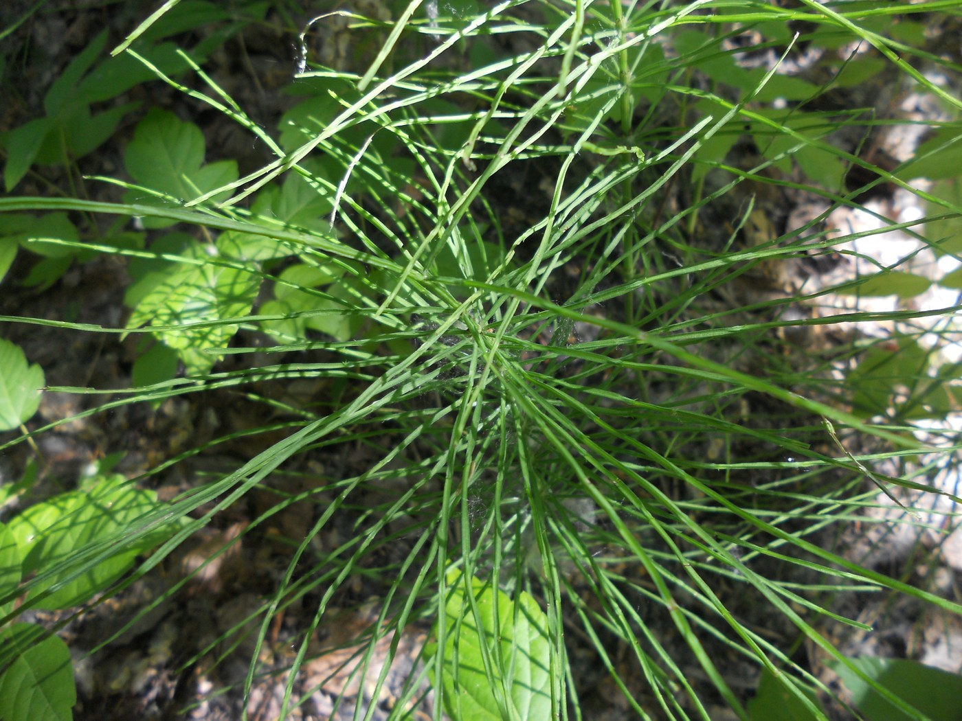 Image of Equisetum pratense specimen.