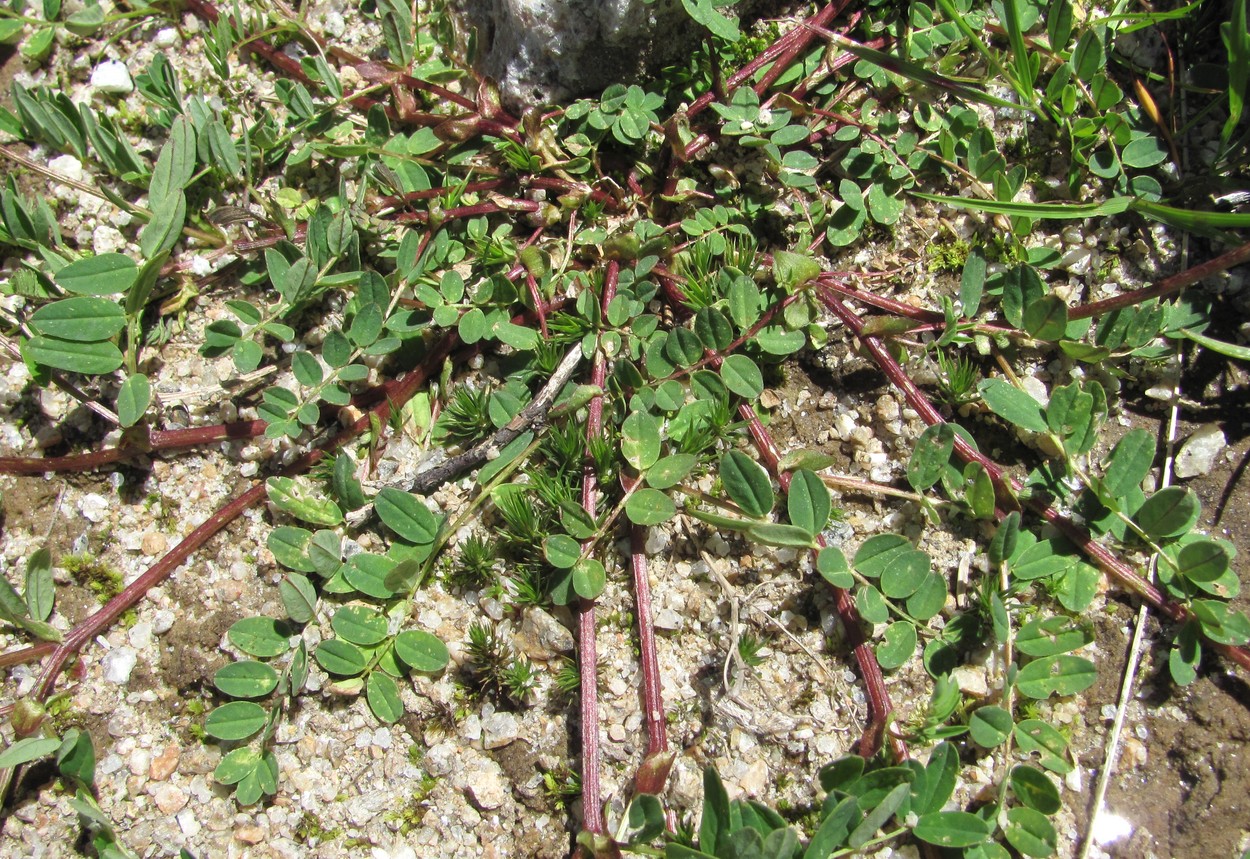 Image of Astragalus brachytropis specimen.