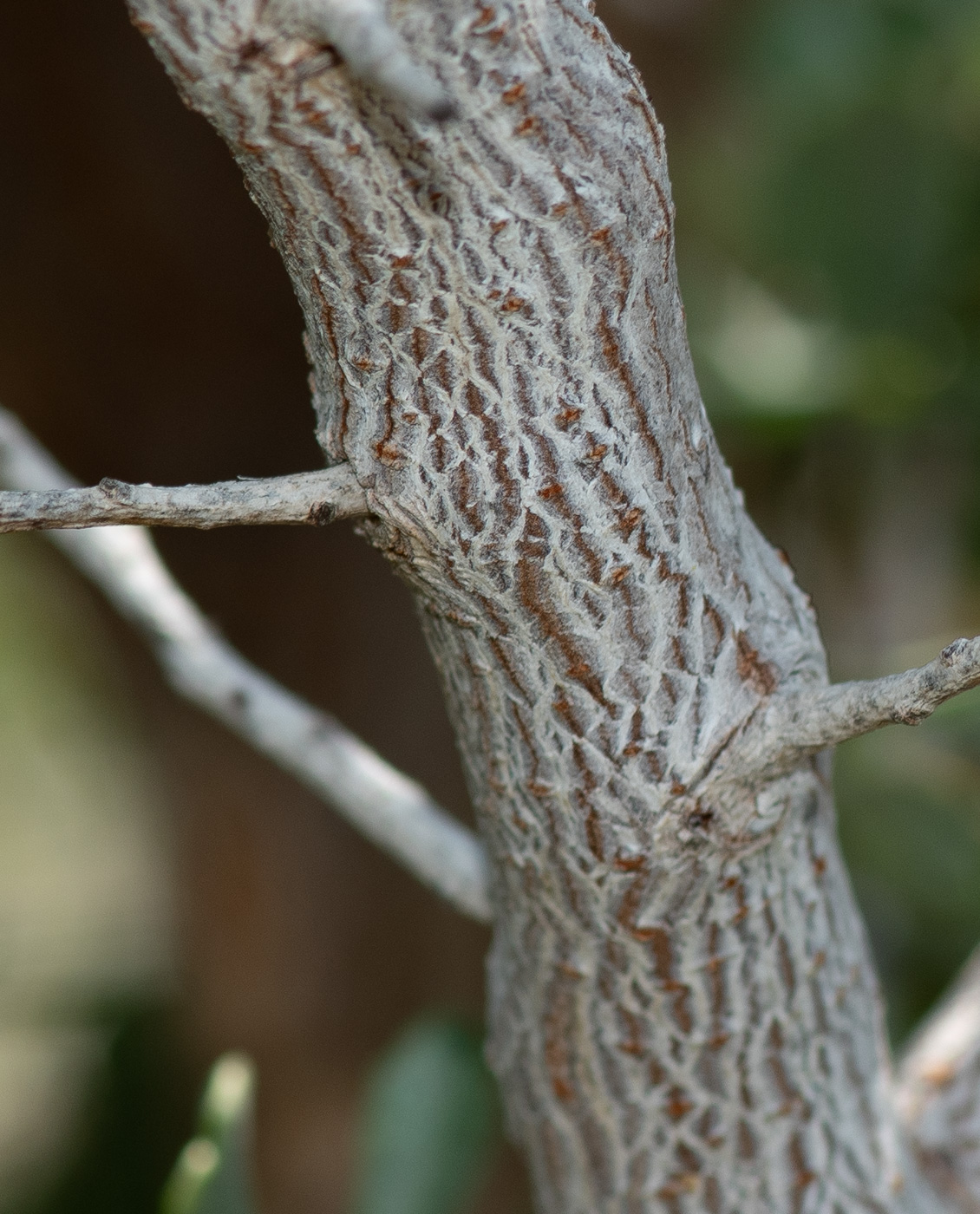 Изображение особи Searsia albida.