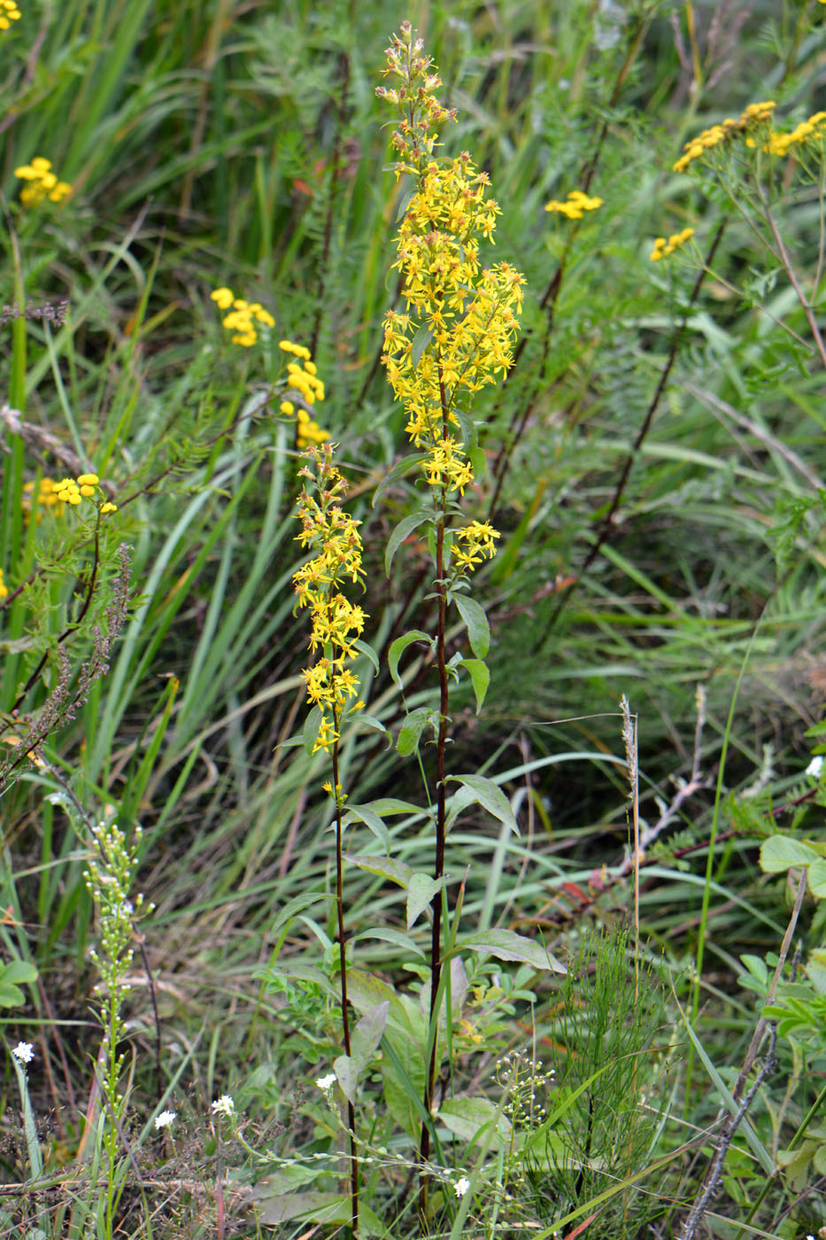 Изображение особи Solidago virgaurea.