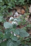 genus Heliotropium. Верхушка побега с соцветием. Черногория, Старый Бар, руины древней крепости. 14 августа 2019 г.