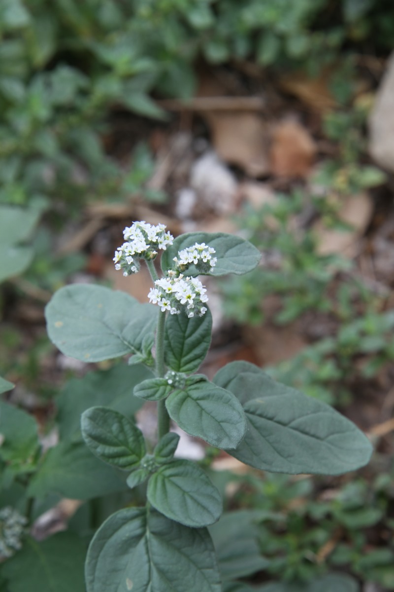 Image of genus Heliotropium specimen.