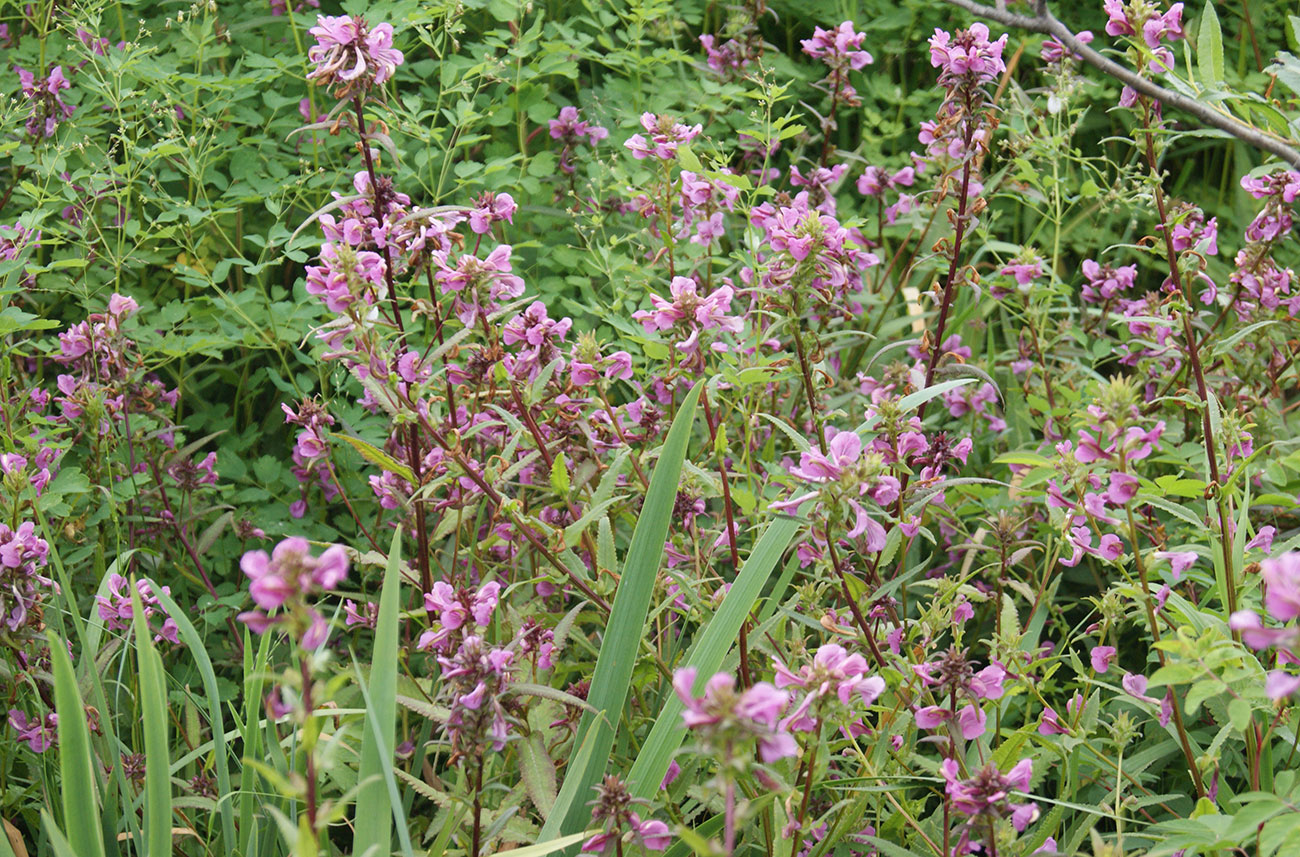 Изображение особи Pedicularis resupinata.