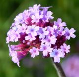 Verbena bonariensis. Соцветие. Москва, парк \"Коломенское\", \" Аптекарский огород\", в культуре. Август 2019 г.