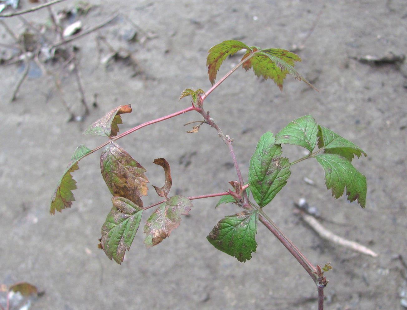 Image of Rubus caesius specimen.