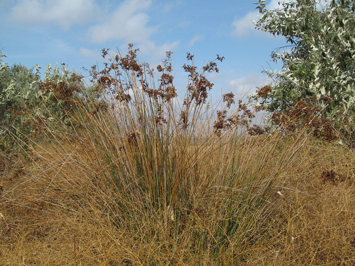 Изображение особи Juncus tyraicus.