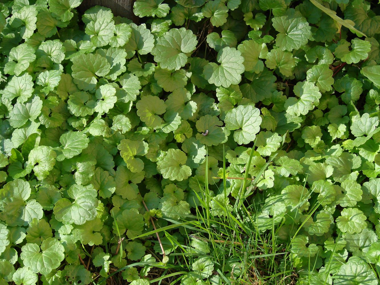 Image of Glechoma hederacea specimen.