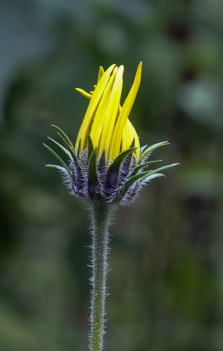 Image of Helianthus tuberosus specimen.