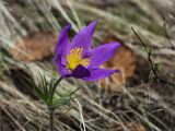 Pulsatilla multifida. Цветок. Среднесибирское плоскогорье, плато Путорана, дол. р. Курейка, береговая линия, граница галечника и кустарника. 26.06.2017.