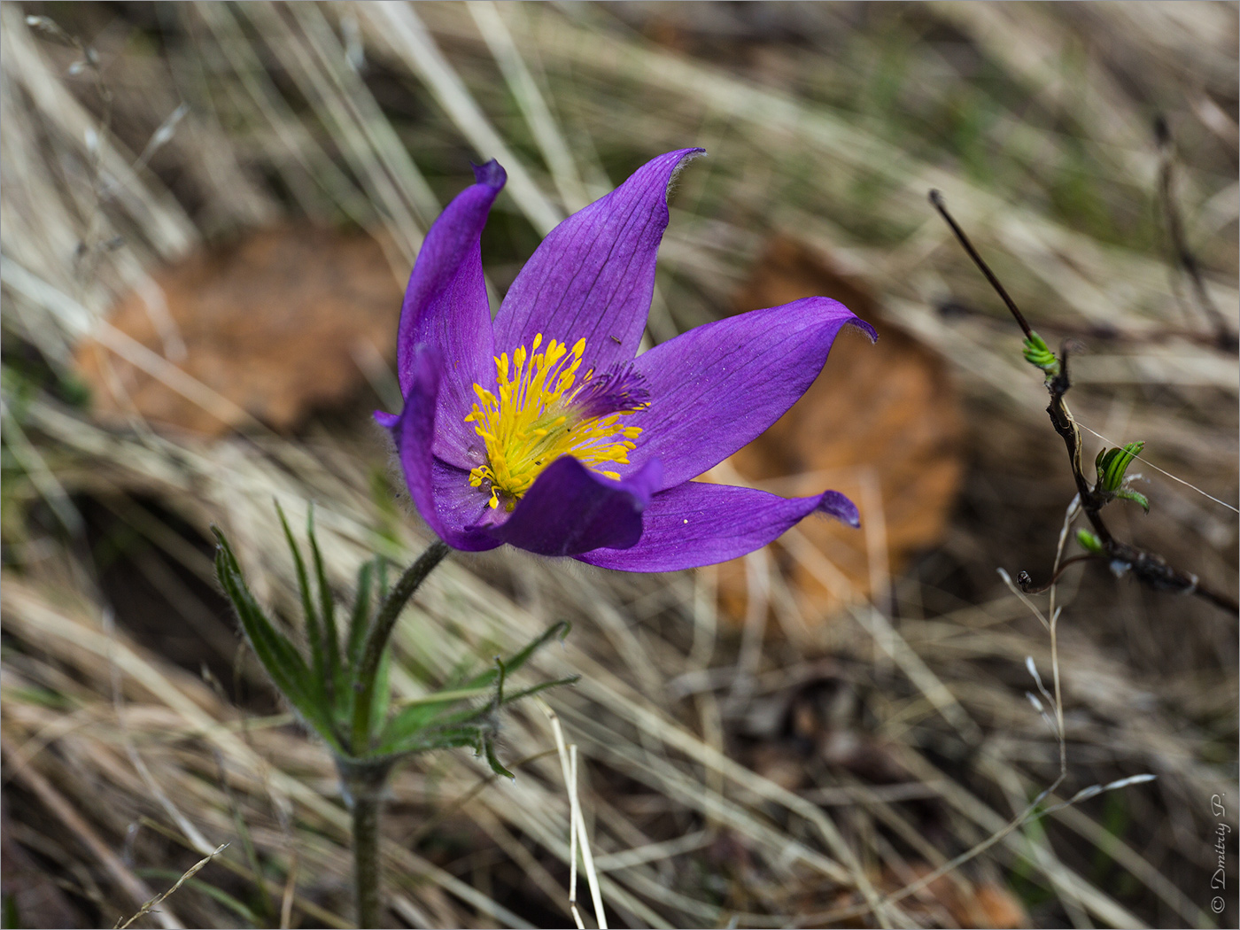 Изображение особи Pulsatilla multifida.