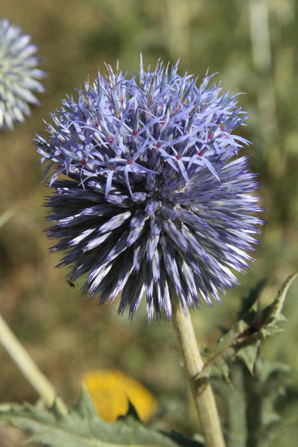 Image of Echinops karatavicus specimen.